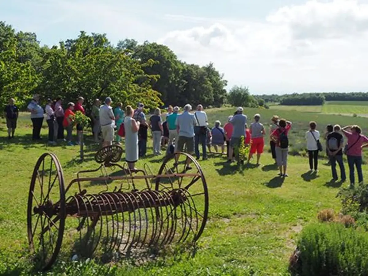 Visite découverte de la lavande proche de Montélimar (26)