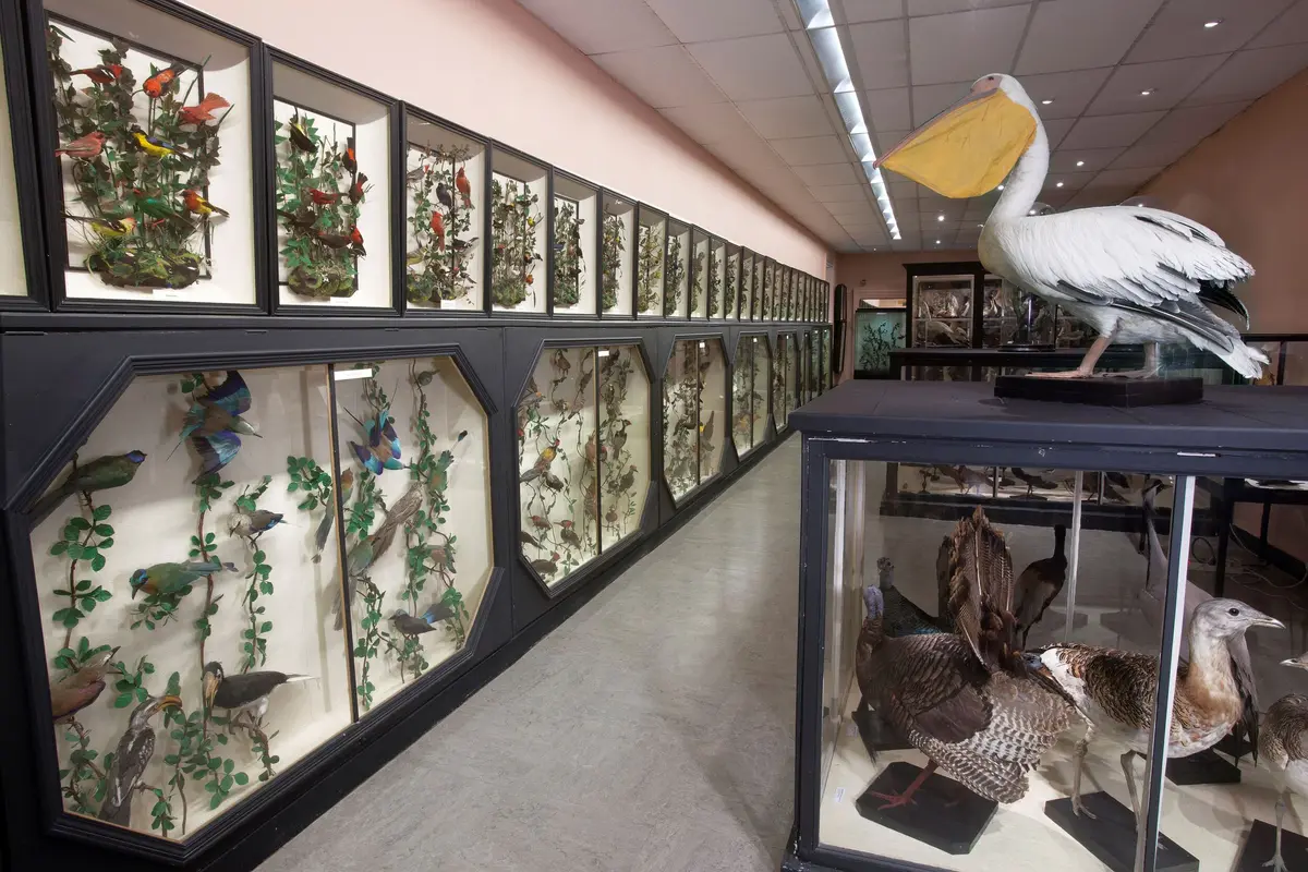Visite découverte des collections d’histoire naturelle