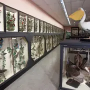 Visite découverte des collections d’histoire naturelle