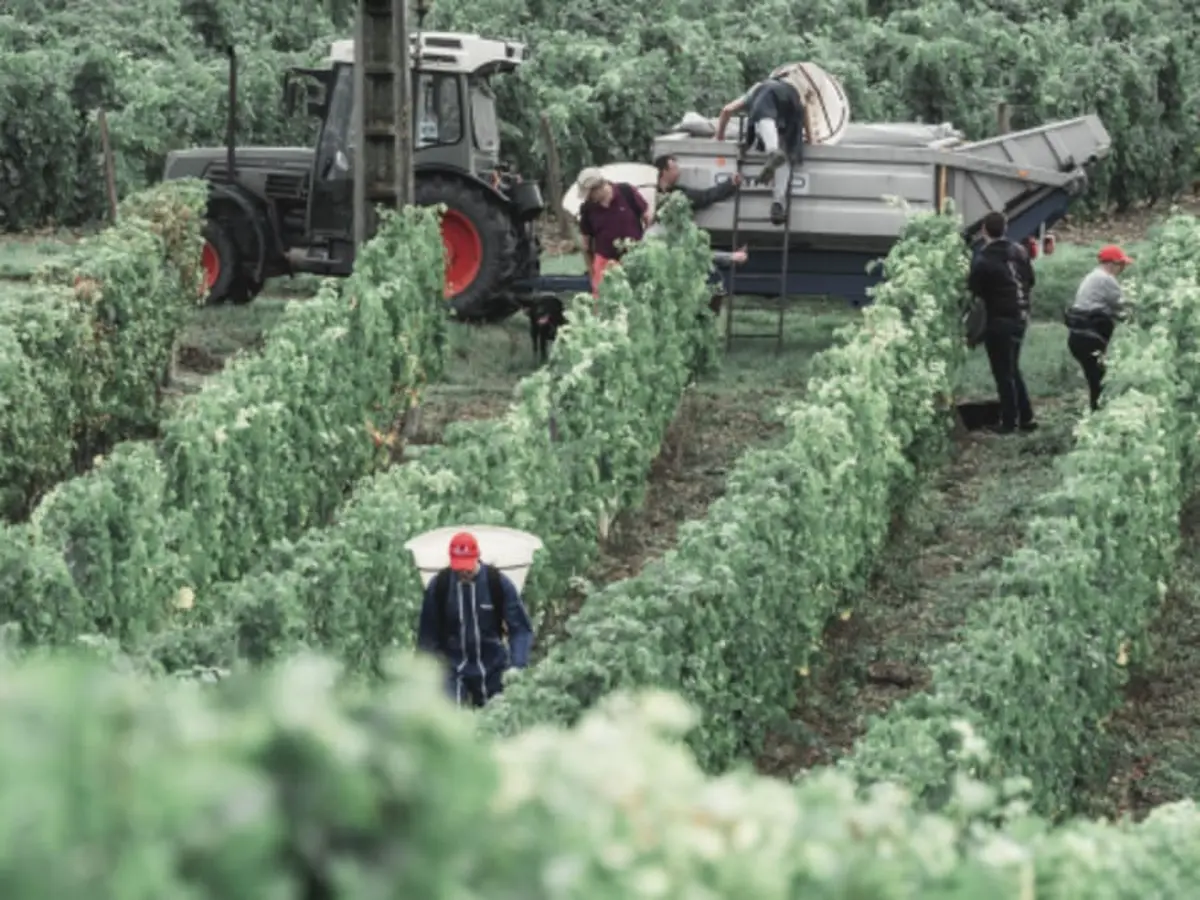 Visite découverte & dégustation au domaine P&B Couly (37)