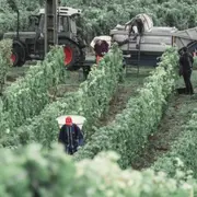 Visite découverte & dégustation au domaine P&B Couly (37)