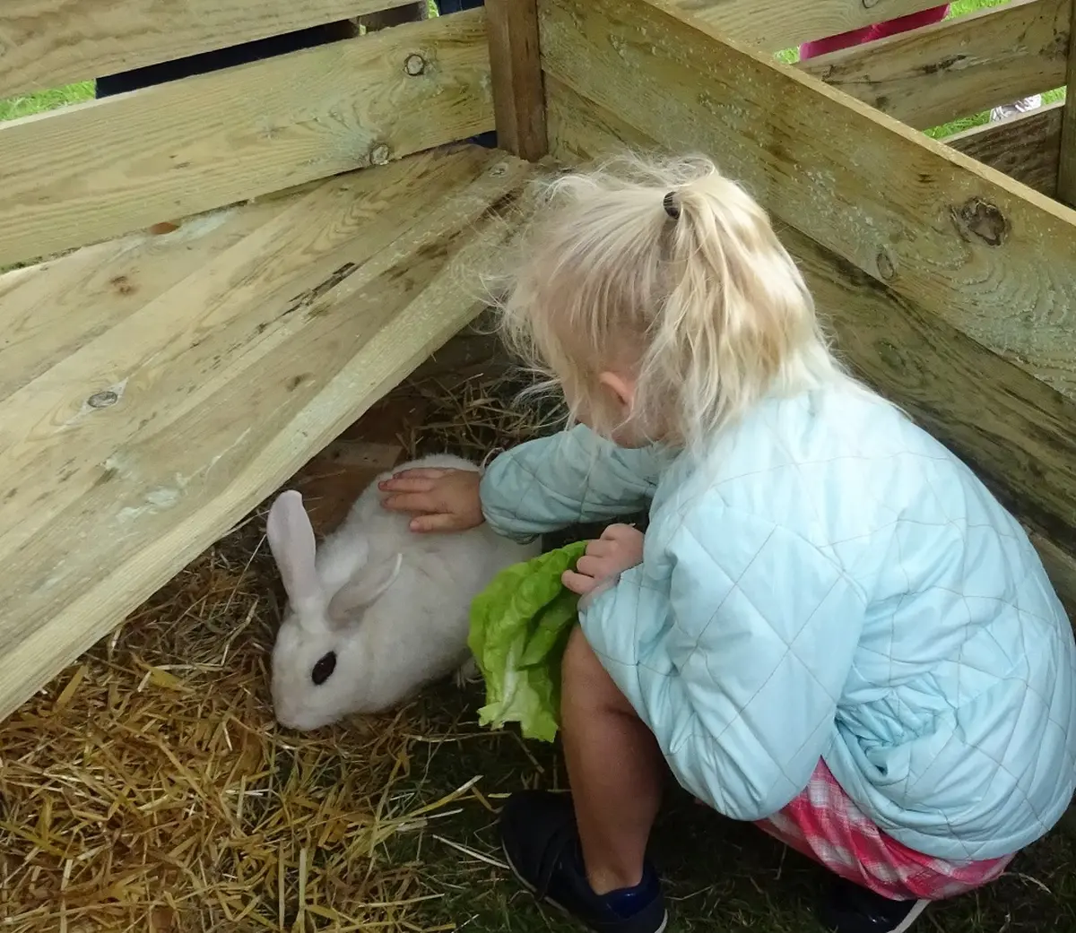 Visite des animaux - Ferme-musée du Cotentin