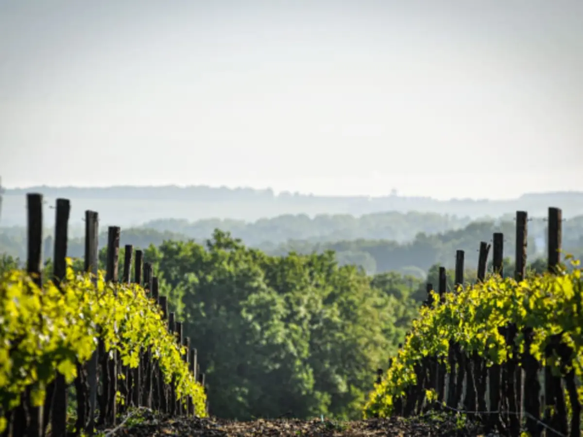 Visite du Château Montifaud près de Cognac (17)