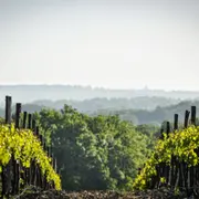 Visite du Château Montifaud près de Cognac (17)