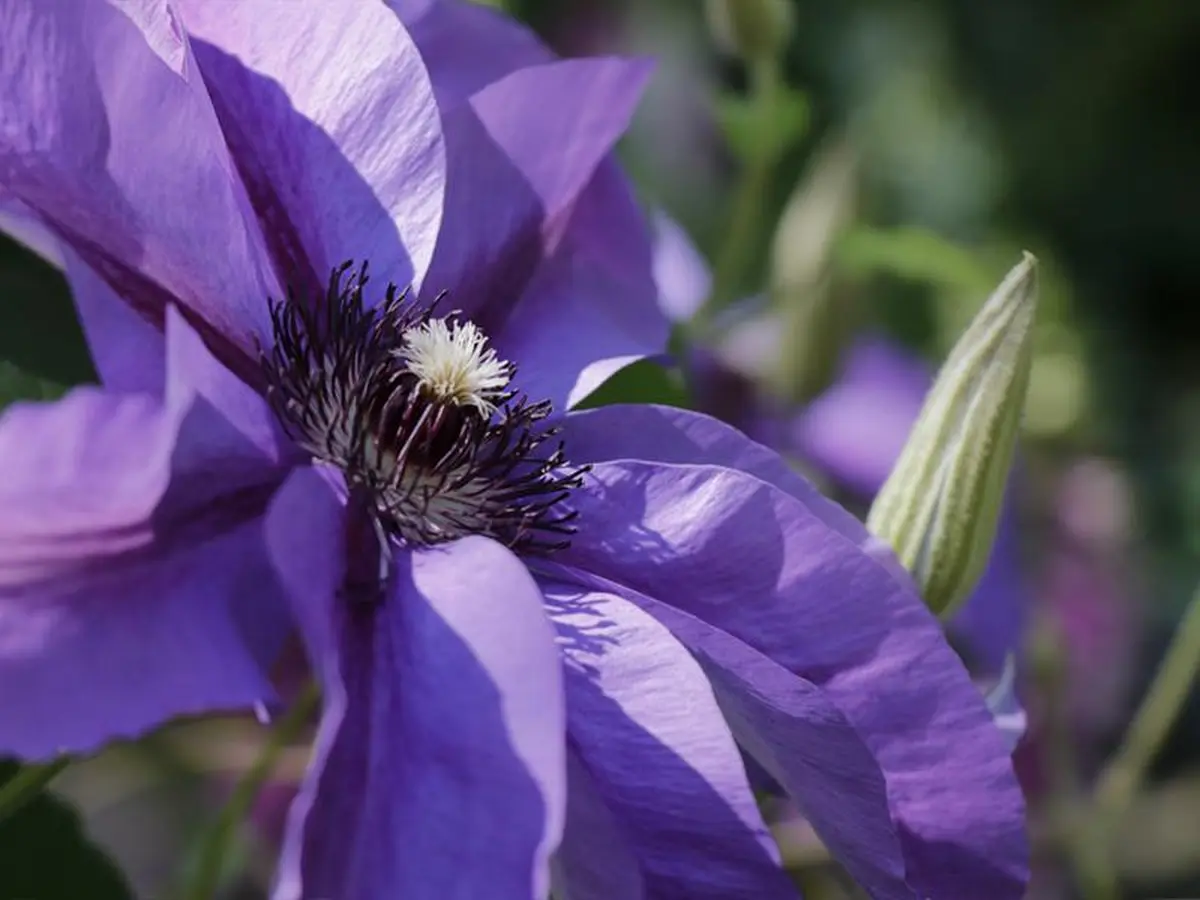 Visite du Jardin des Faïenciers