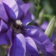 Visite du Jardin des Faïenciers