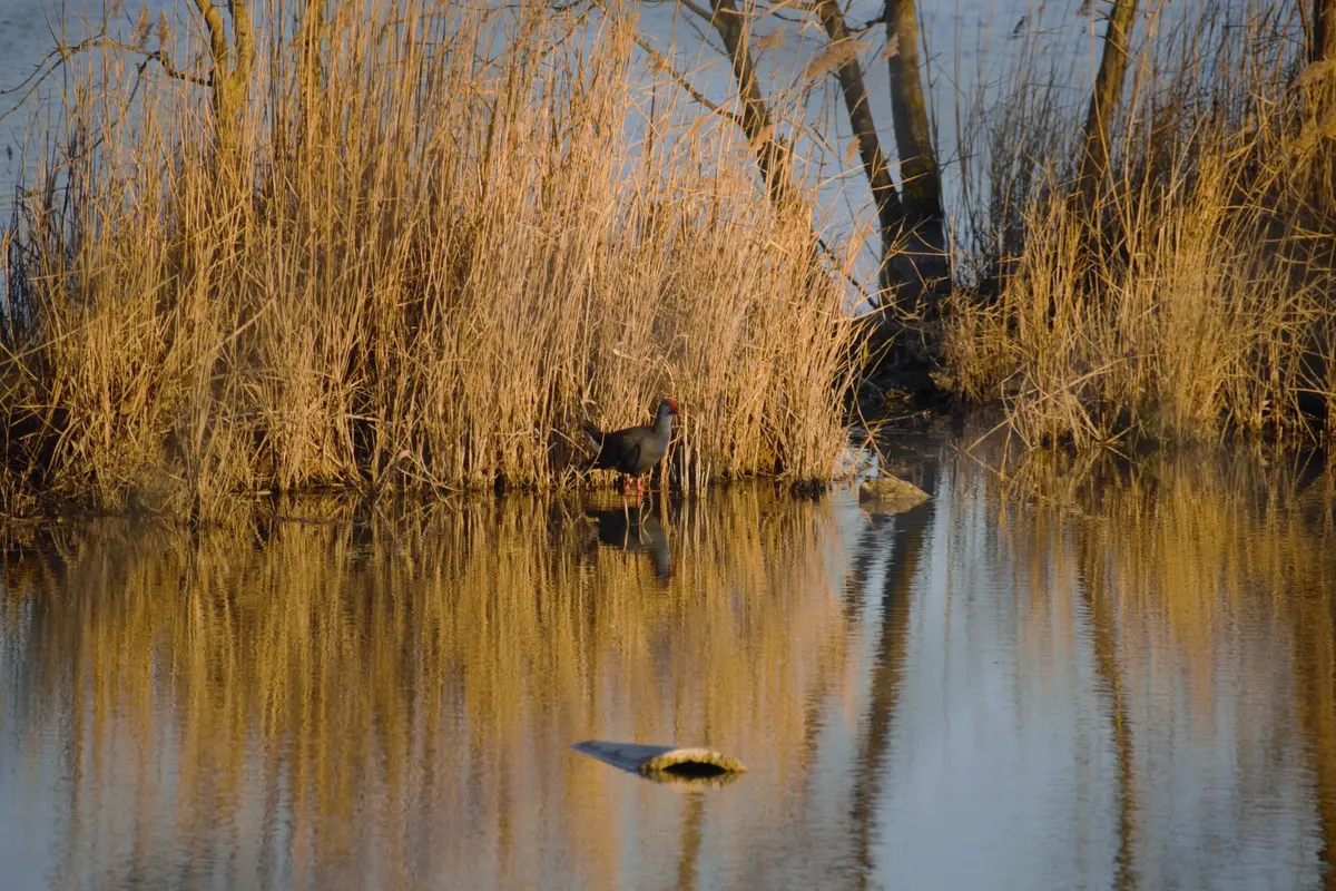 Visite du Marais de Beauchamp