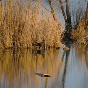 Visite du Marais de Beauchamp