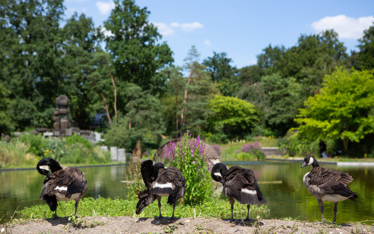Bernaches du Canada au parc floral