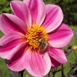 Visite du parc Floral de Paris - Les Dahlias