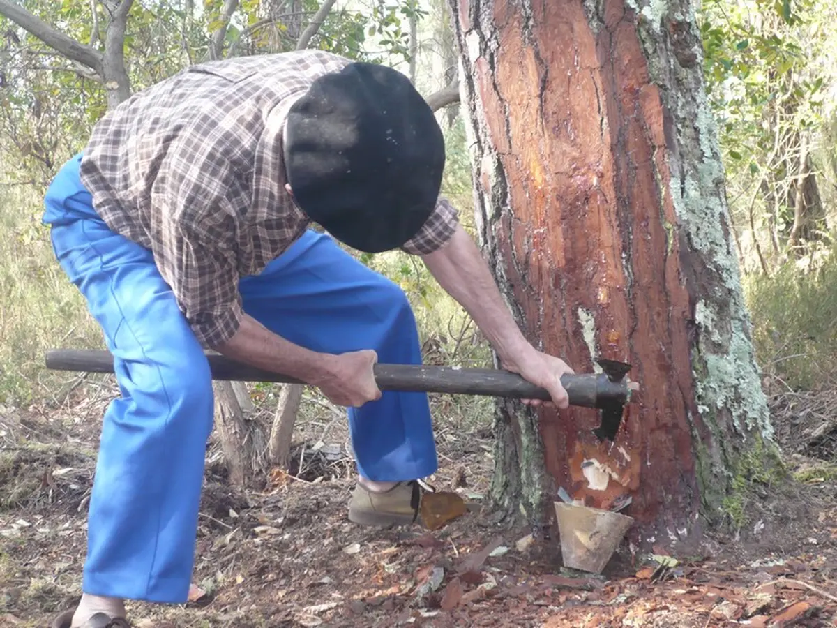 Visite du Sentier des résiniers