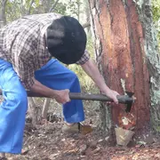 Visite du Sentier des résiniers