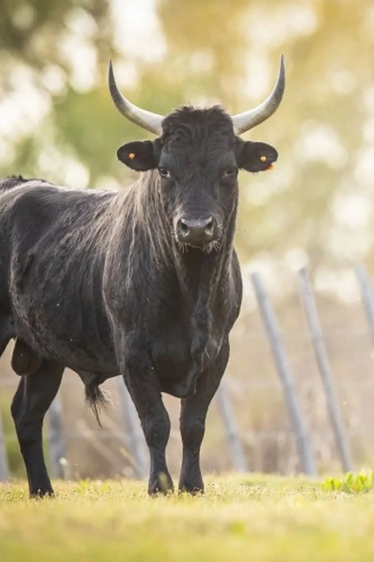 Visite en calèche et animation taurine