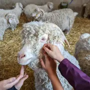 Visite & atelier nourrissage des animaux à la ferme à Chaussy
