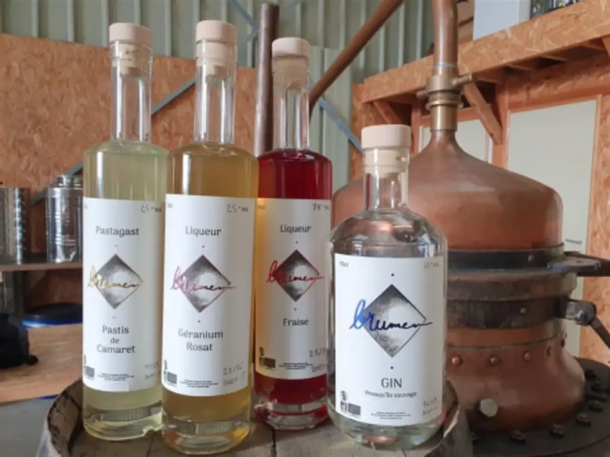 Visite et création de pastis bio dans une distillerie à Camaret-sur-Mer (29)