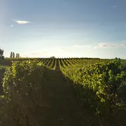 Visite et dégustation de 7 vins | Vignobles Alard