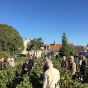 Visite & dégustation de Chablis au domaine Davenne à Auxerre