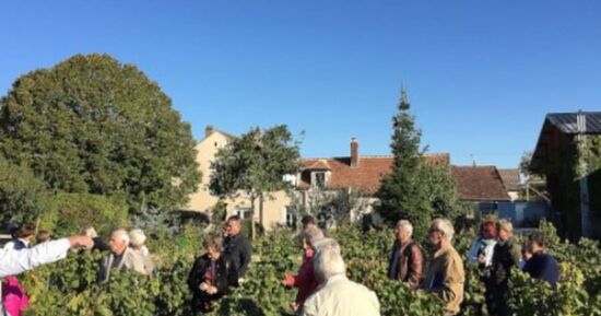 Visite & d&eacute;gustation de Chablis au domaine Davenne &agrave; Auxerre