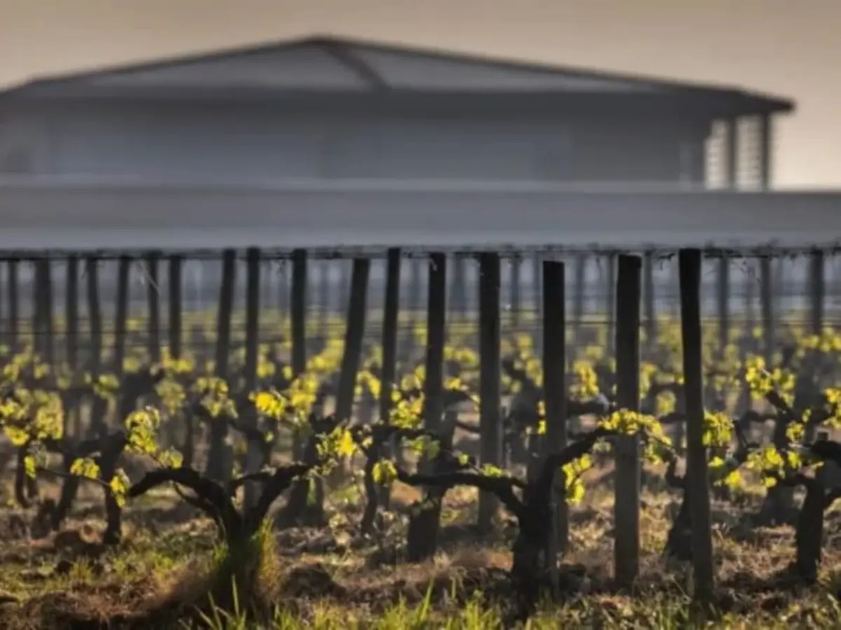 Visite et dégustation de vins blancs à Villenave-d'Ornon (33)