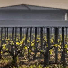 Visite et dégustation de vins blancs à Villenave-d'Ornon (33)