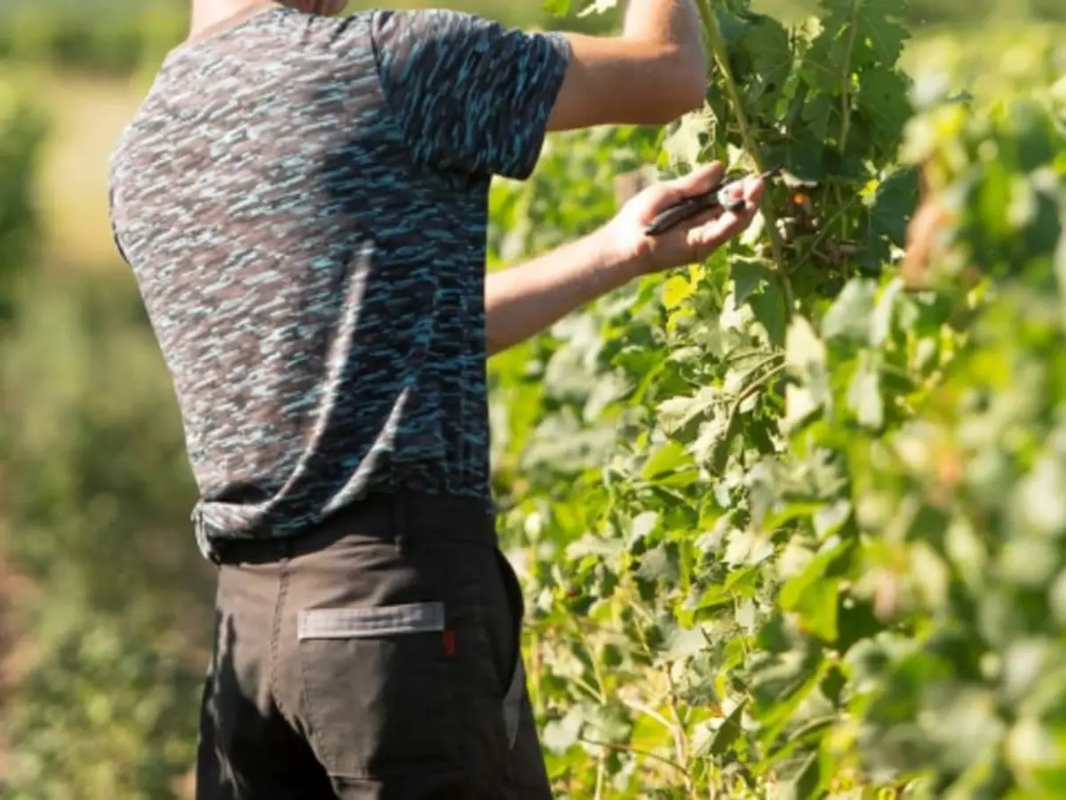 Visite & dégustation Transmission à Illats (33)