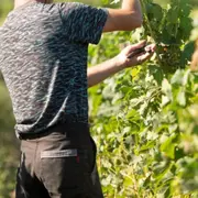 Visite & dégustation Transmission à Illats (33)