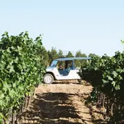 Visite et dégustations de vin à Bandol (83)