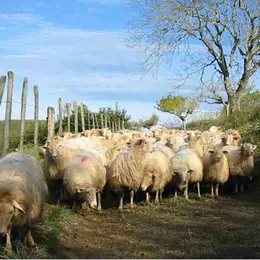 Visite et goûter à la ferme Landran