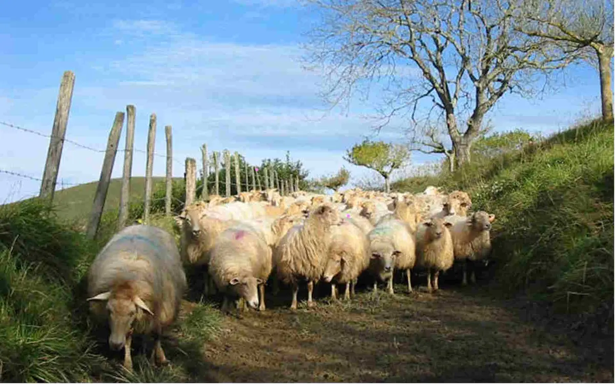 Visite et goûter à la ferme Landran