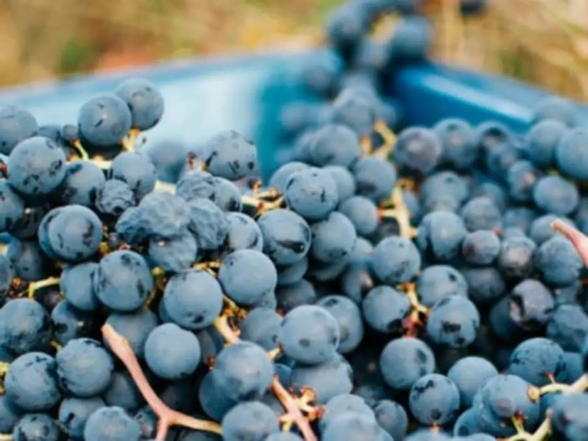 Visite et initiation à la dégustation au Château Les Maubats