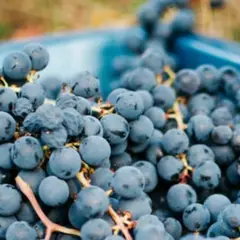 Visite et initiation à la dégustation au Château Les Maubats
