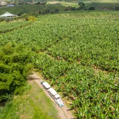 Visite exploitation bananière en petit train en Martinique (97)