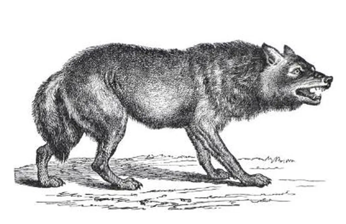 Visite famille Le loup à Nouzilly et en gâtine tourangelle