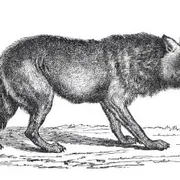 Visite famille Le loup à Nouzilly et en gâtine tourangelle