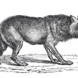 Visite famille Le loup à Nouzilly et en gâtine tourangelle