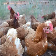 Visite Ferme Les Poules Provençales  - Indus'3Days
