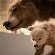 Visite flash contée Le premier printemps de Bertille