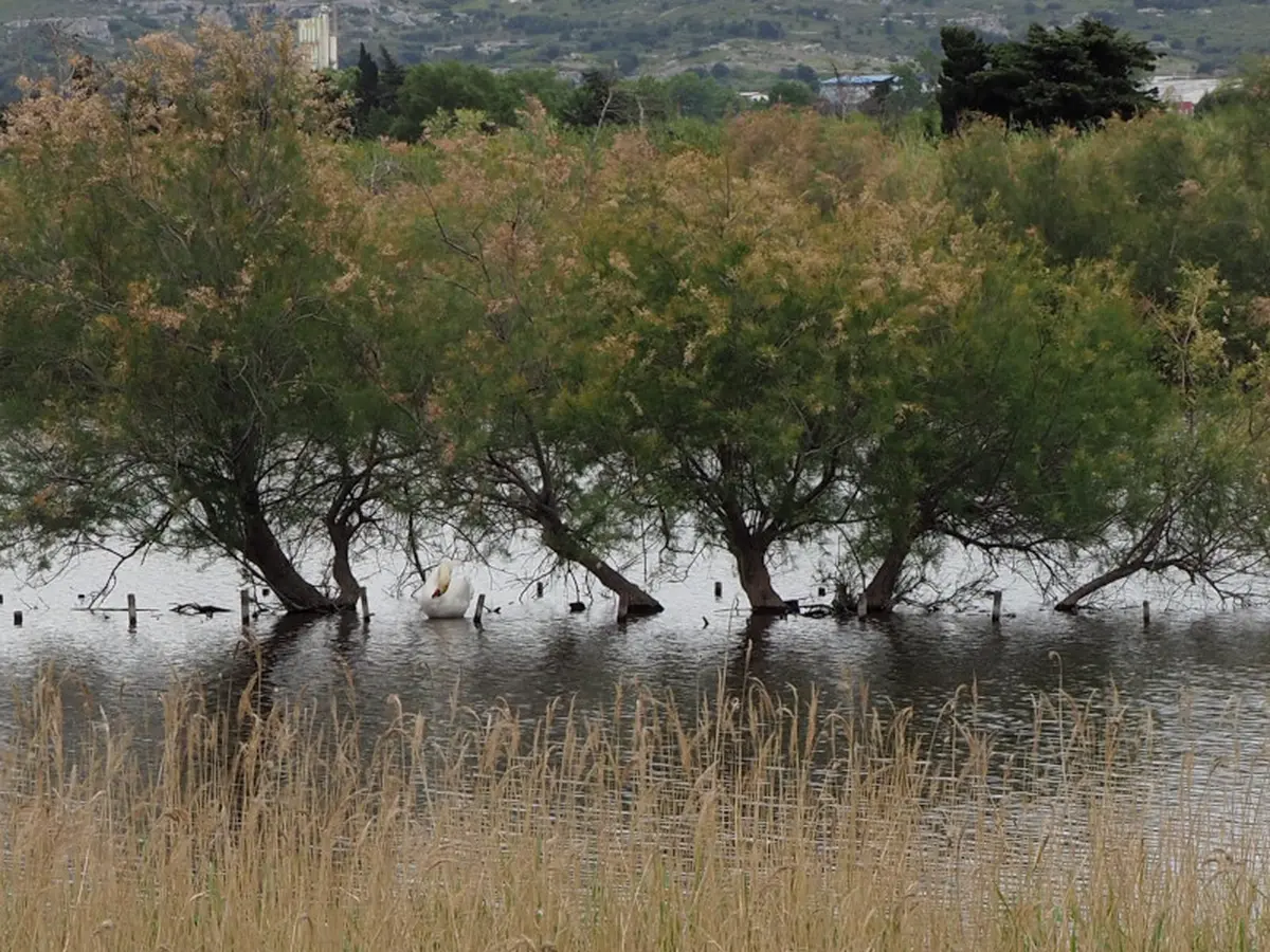 Visite flash Entre terre et mares