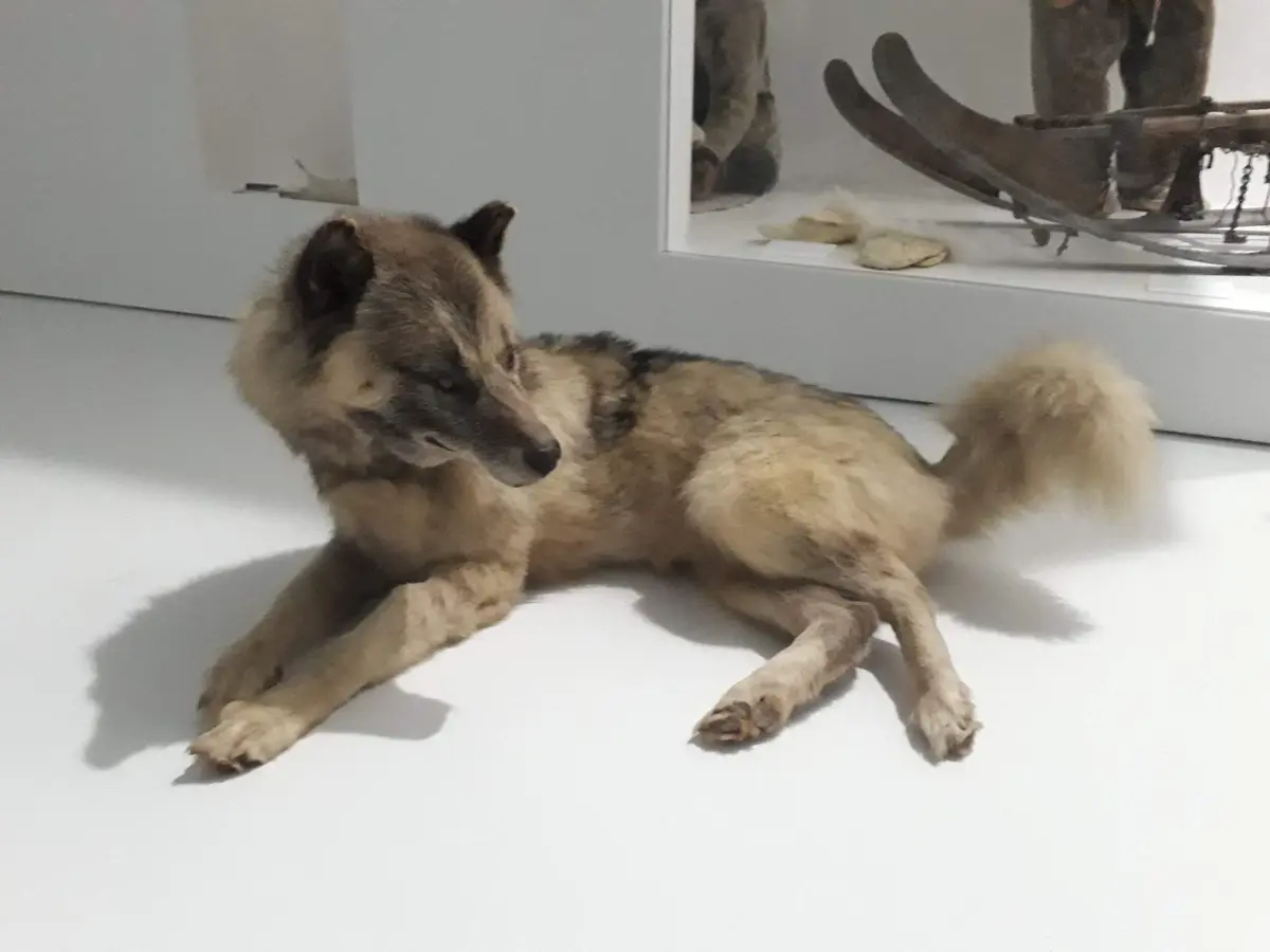 Visite flash Le chien groenlandais, compagnon de voyage de Paul-Émile Victor (Journées Européennes du Patrimoine)