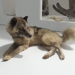 Visite flash Le chien groenlandais, compagnon de voyage de Paul-Émile Victor (Journées Européennes du Patrimoine)