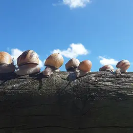 Visite gourmande des Escargots de Trémontagne