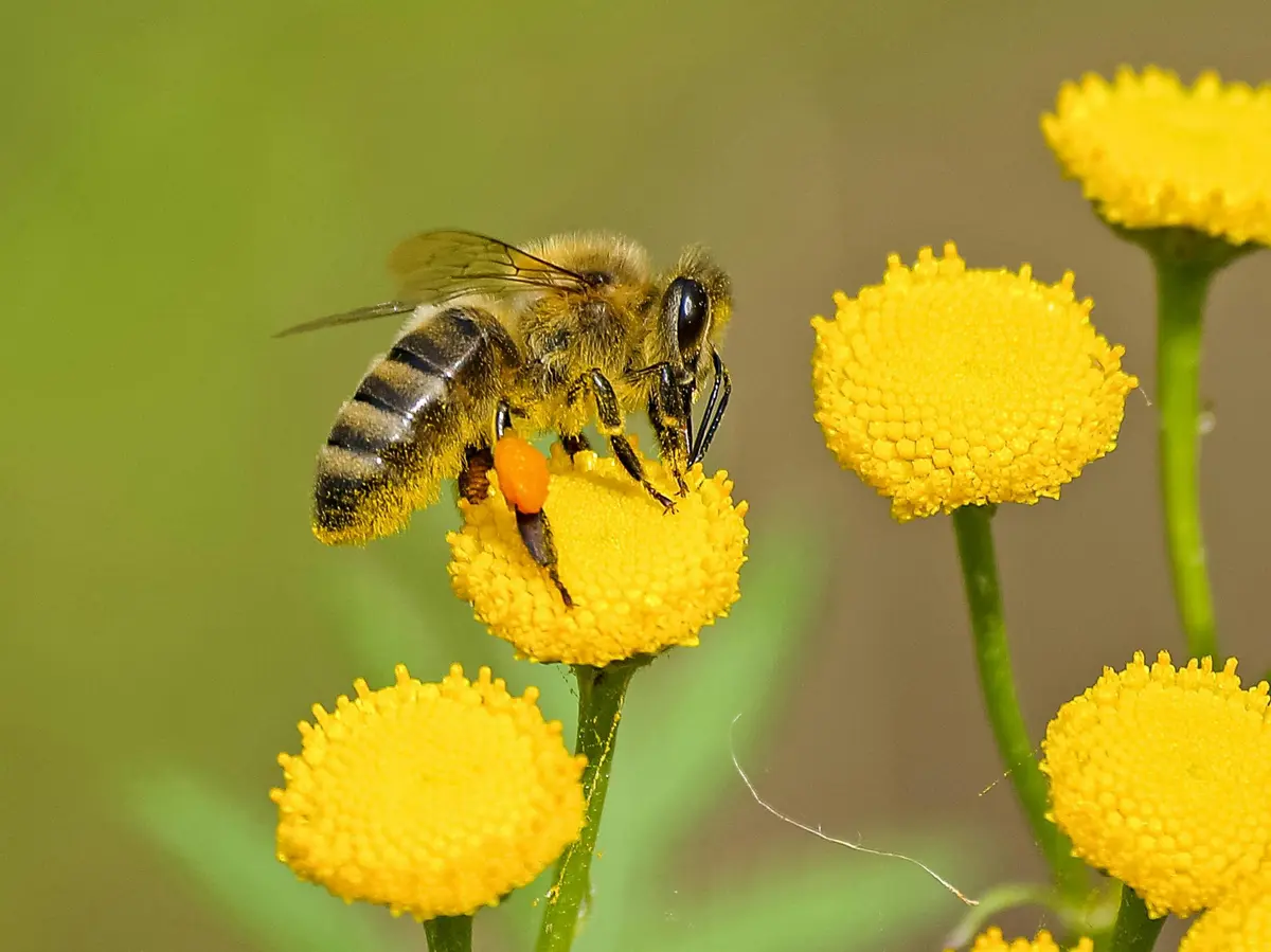 Visite gourmande  Le monde fascinant des abeilles 