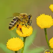 Visite gourmande  Le monde fascinant des abeilles 