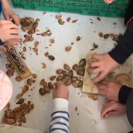 Visite gourmande : Les amandes des Alpilles
