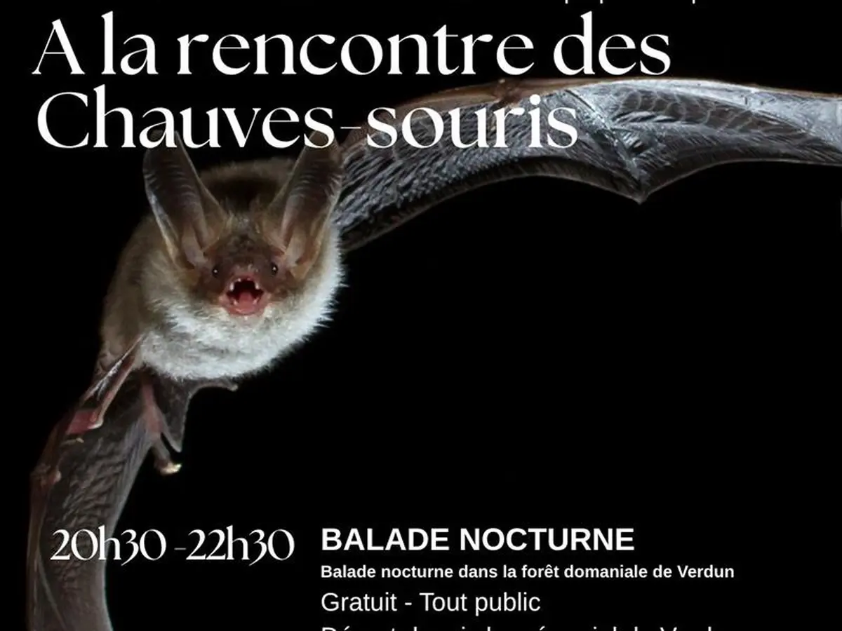 Visite guidée 'A la rencontre des chauves-souris '
