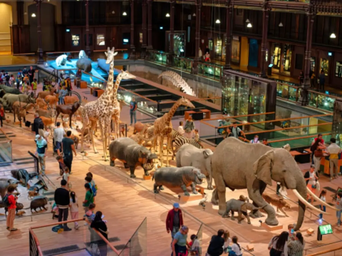 Visite guidée contée dans la Grande Galerie de l'Évolution (75)