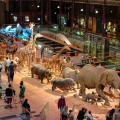 Visite guidée contée dans la Grande Galerie de l'Évolution (75)