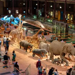 Visite guidée contée dans la Grande Galerie de l'Évolution (75)