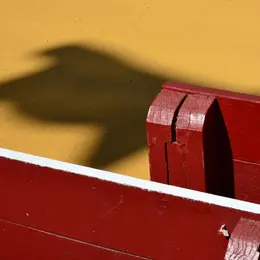 Visite guidée : Corrida