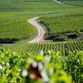 Visite guid&eacute;e d'une journ&eacute;e dans le  Vignoble de Champagne (51)